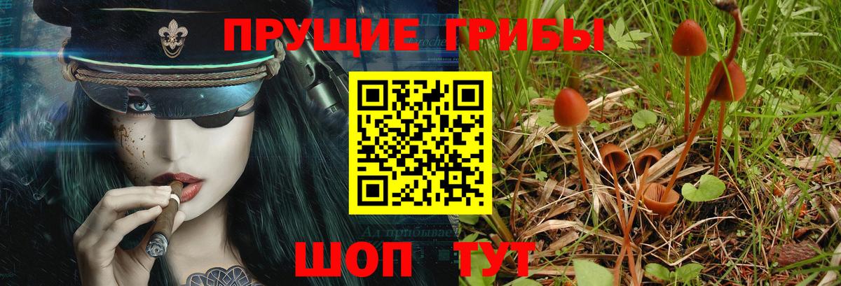 Галлюциногенные грибы Psilocybine cubensis Заволжье